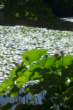 2012081001.jpg