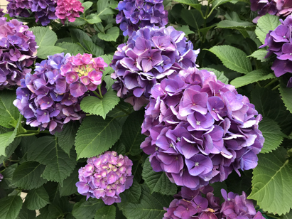 2018061602.jpg